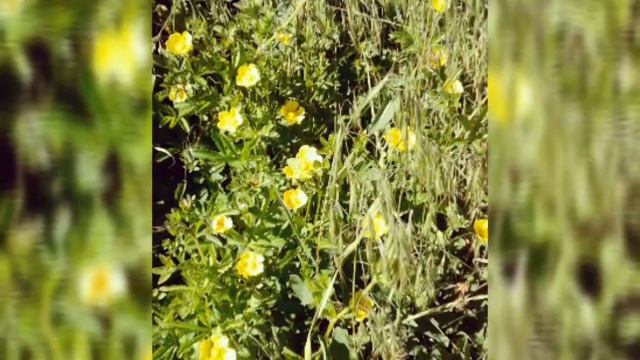 C542055c25797964de148c6bb9c17233