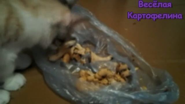 Голодный котёнок ест лисички | The Hungry Kitten Eating Chanterelles
