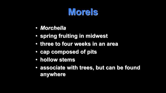 Mushrooming For Beginners