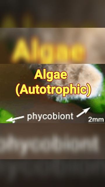 105 #NEET__Lichens(Symbiosis) (Phyco & Myco)(याद करें)