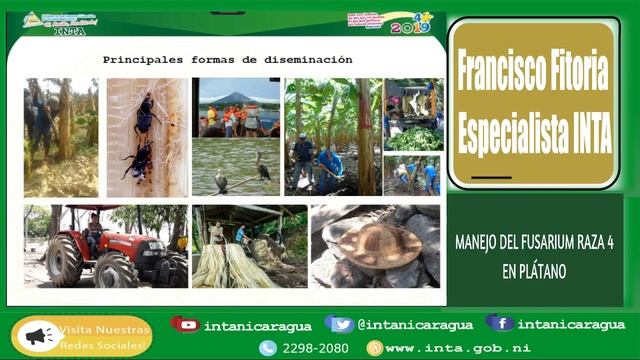 #INTA Control del fusarium raza 4 en plátano