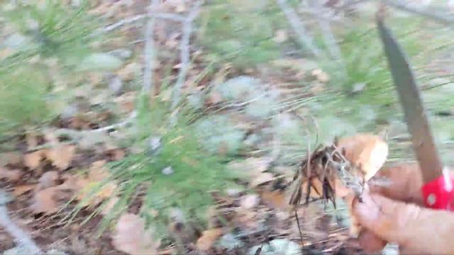 Рыжее счастье грибника,заключительная серия