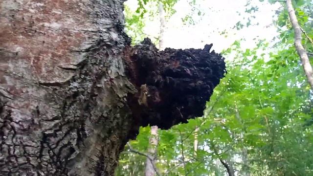 6a98de5870659d32495ff98198738062