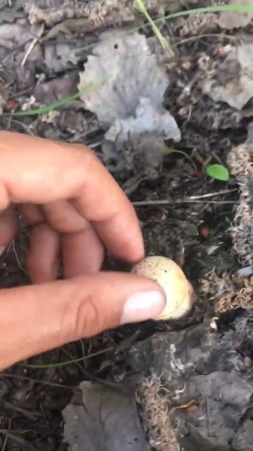 Грибное место в котором всегда есть  грибы! Маленькие подосиновики)