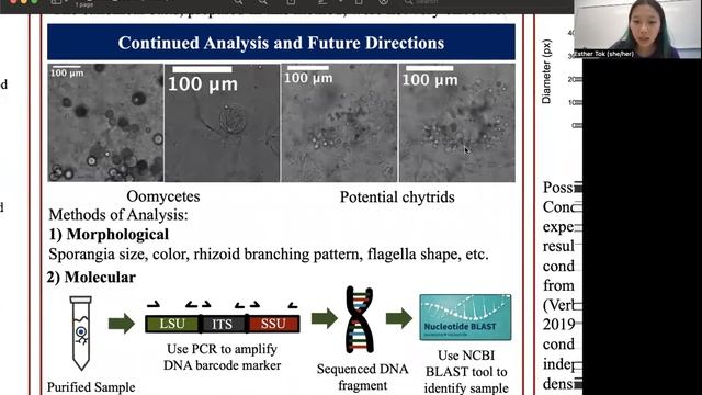 Basal Buddies: Characterizing The Diversity And Life Cycle Dynamics Of Chytrid Fungi By Esther Tok
