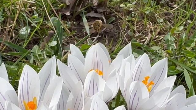 А.С.Пушкин. Весна