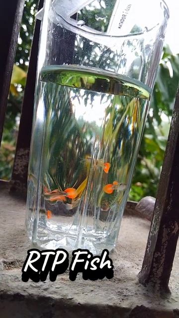 Red Tail Platinum Guppy Dambo Ear Fish Fry