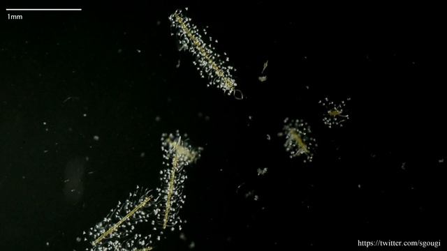 シダレツノケイソウ(Chaetoceros Coarctatus)　【海水のプランクトン】