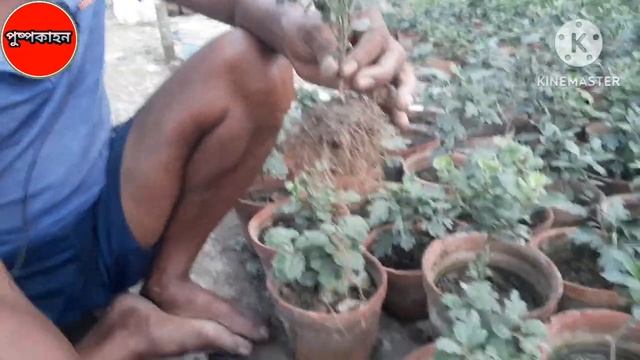 চন্দ্রমল্লিকা গাছে পাতায় দাগ|Septoria Leaf Spot|How Do You Treat Leaf Spots On Chrysanthemums|