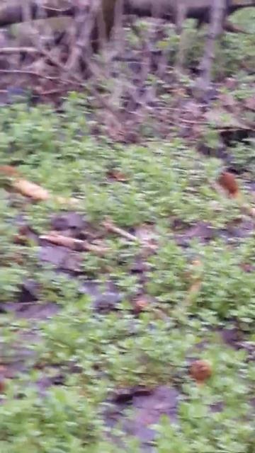 гриб сморчковая шапочка 2021