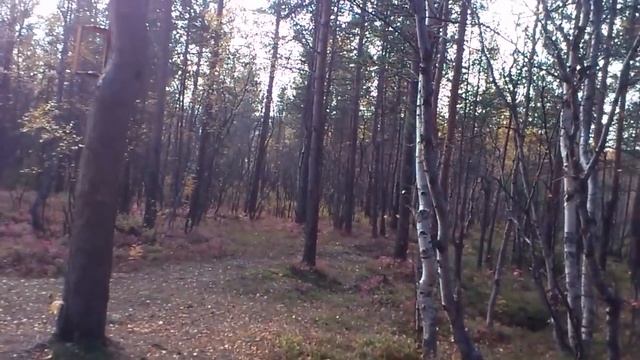 В лесу(1)