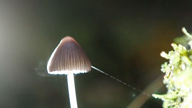 Mushroom Spores In The Woods