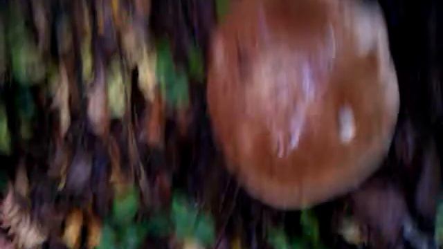 Белые грибы на Новой Риге