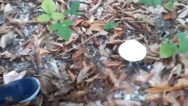 Лёва нашол гриб мухамор