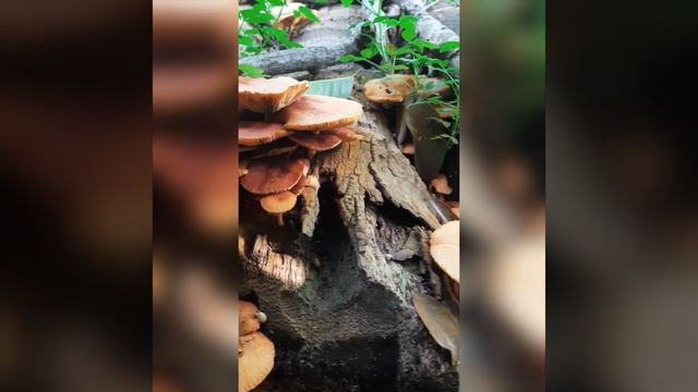 Mushrooms In A Log Of Tree
