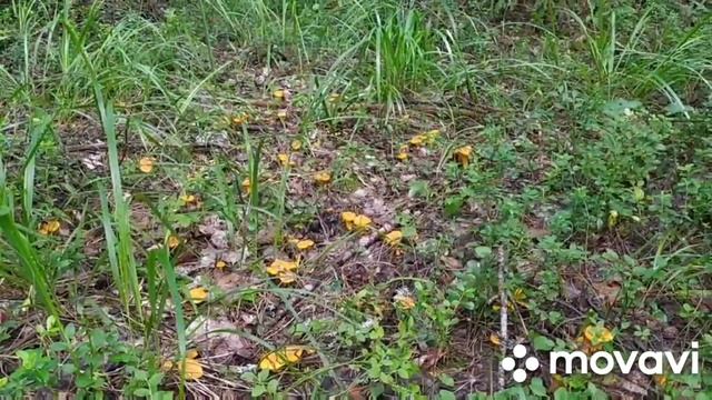 Тихая охота 2022. Лисички июля.