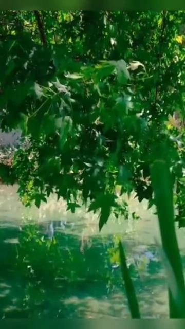 любовь рождается на воле стихи читает автор В. Дмитриев #стихи #поэзия #любовь #жизнь #shorts