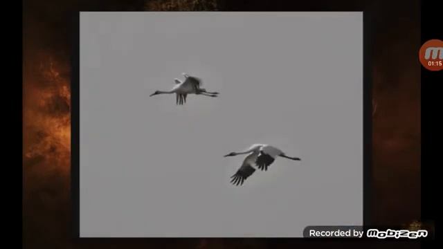 Чужина дужегарна Україна пісня