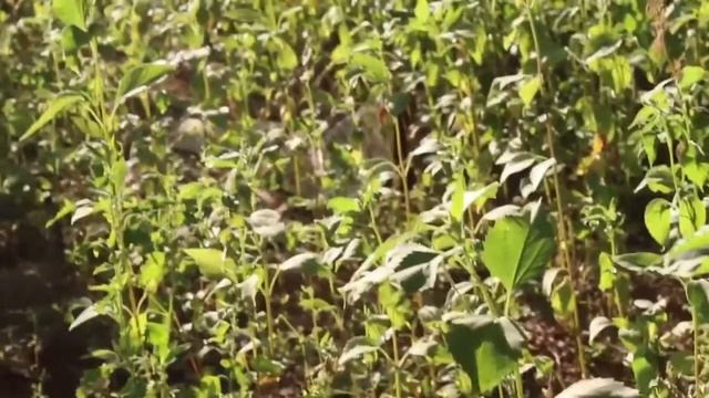 RiaChern-О любви