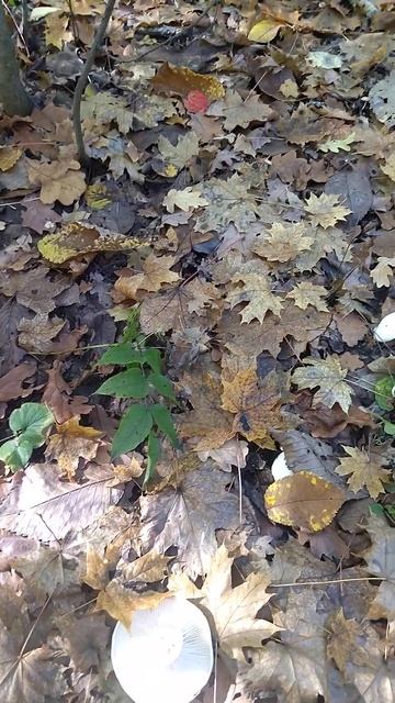 Грибы саратовской области.#shorts