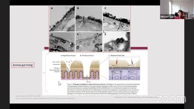 Strategies Of The Chytrid Amphibian Pathogen Batrachochytrium Dendrobatidis Within