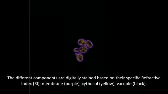 Budding Yeast: S. Cerevisiae