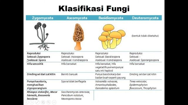 Kingdom Fungi (Kristal Gonz)