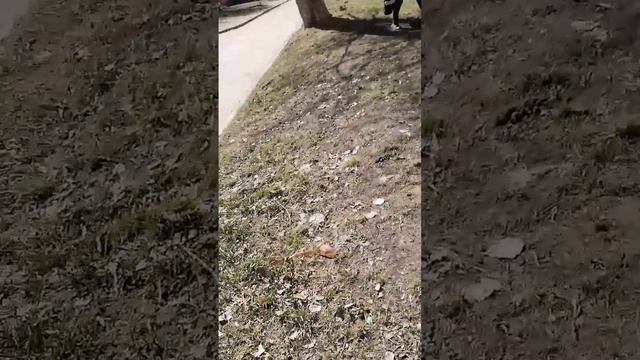 Битва за Гриб#1