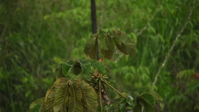 Ольга Збарская. Поэзия. Беглецу