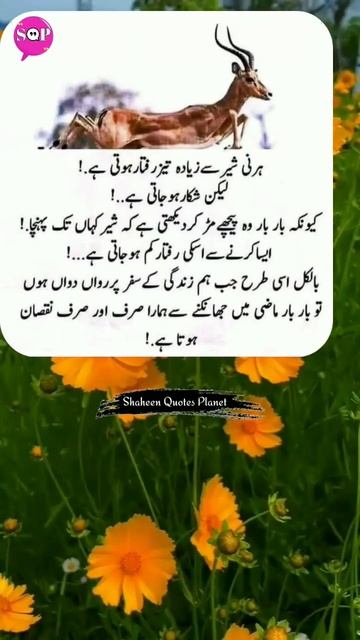 Aqwale Zareen/Islamic Quotes In Urdu #urduquotes #shorts #short #shortvideo #aqwalezareen #4k #urdu