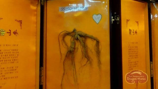 Collecting Wild Ginseng 1