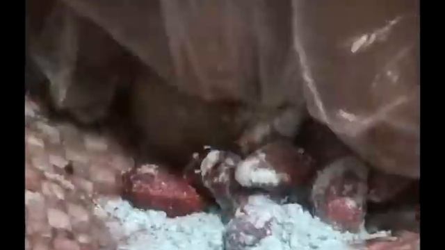 4eba434c41865770954a330ddc20aa5e