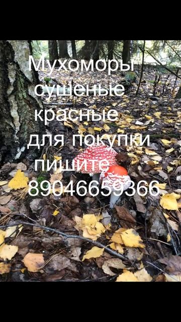 Лесные грибы: грибные маршруты