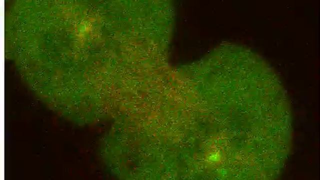 Full-Length BRCA1 Localizes To The Midbody