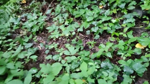 Собираем лисички.