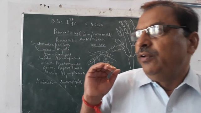 B.Sc I Year Fungi- Penicillium By Dr N.S. Deora
