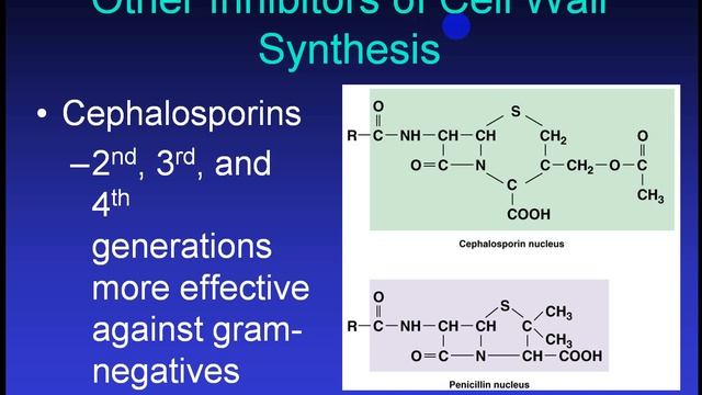 14- Antibiotics -  دكتور محمد المازني المرحلة الثالثة
