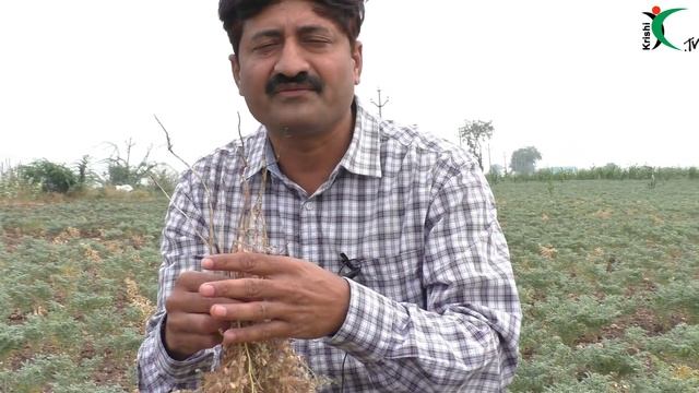 శనగలో వేరుకుళ్లు తెగులు నియంత్రణ || Krishi.TV||