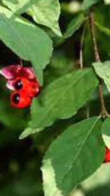 Осторожно! Бересклет, ядовитые ягоды #shorts