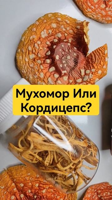 Мухомор Или Кордицепс? #микродозинг #мухомор #микродозингмухомора