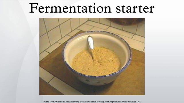 Fermentation Starter