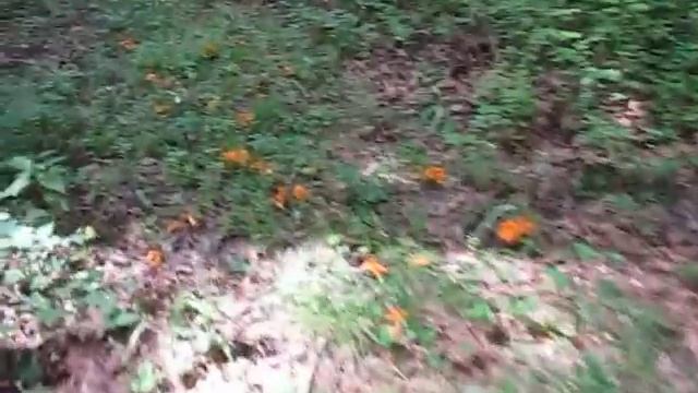 Hammering The Chanterelles!!