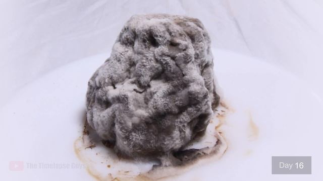 Peeled Orange Timelapse - 19 Days