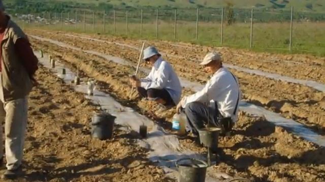 Так начиналась история первой Кыргызской плантации Павловния