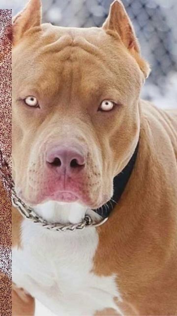 The Pitbull #poetry #dog By Sammie Stop Banning Dogs