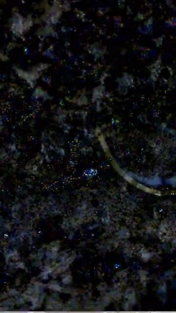 Плесень под микроскопом в чашке кофе