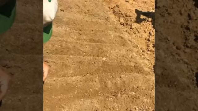 Salep Yetiştiriciliğinde Detaylı Bilgiler Ve Daha Fazlasi