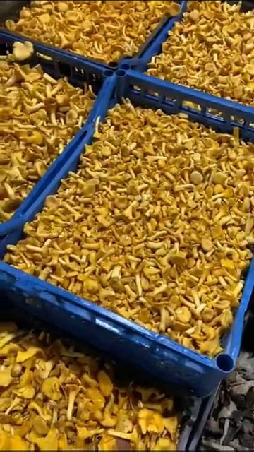 ГРИБЫ 🍄 BEST FRESH MARCHENKO +79284244490 РОСТОВ ВОРОНЕЖ ВОЛГОГРАД САРАТОВ САМАРА БАРНАУЛ ЛИПЕЦК