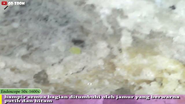 ZOOM 1000X ROTI TAWAR SETELAH 10 HARI II BREAD MUSHROOMS UNDER MICROSCOPE