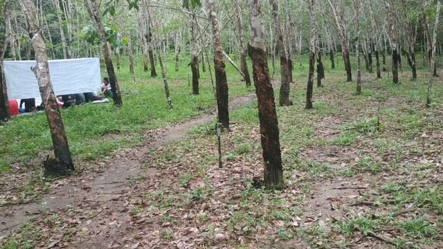 Pengendalian Penyakit Pada Tanaman Karet |Bhakti Farm